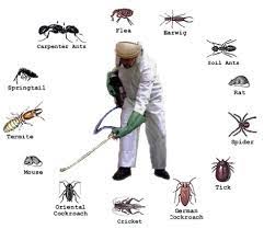 شركة مكافحة حشرات بمحايل عسير 0558592765 رش مبيدات مع الضمان
