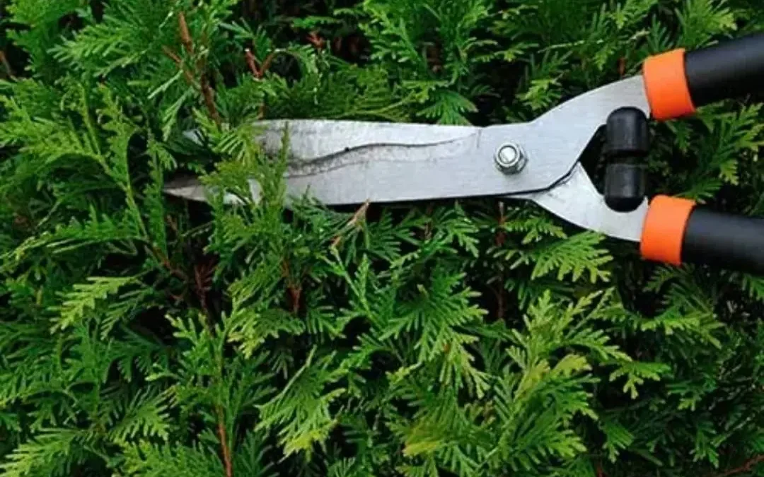 شركة قص اشجار بالبكيرية 0509091475 خصم 40% – الشركة العربية