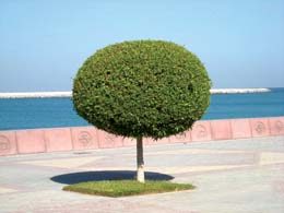 شركة قص اشجار بالحصينية للايجار واتس 00201006307526 – الشركة العربية
