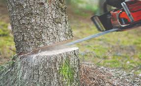 شركة قص اشجار بضمد خصم 40%