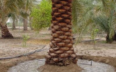 شركة تكريب نخيل بالبكيرية للايجار واتس 00201006307526 خصم 40% -الشركة العربية