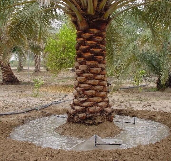 شركة تكريب نخيل بالبكيرية للايجار واتس 00201006307526 خصم 40% -الشركة العربية