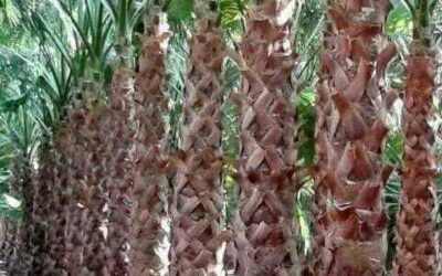 شركة تكريب نخيل بالاسياح 0509091475 خصم 40% – الشركة العربية