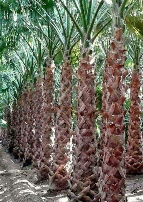 شركة تكريب نخيل بالاسياح 0509091475 خصم 40% – الشركة العربية